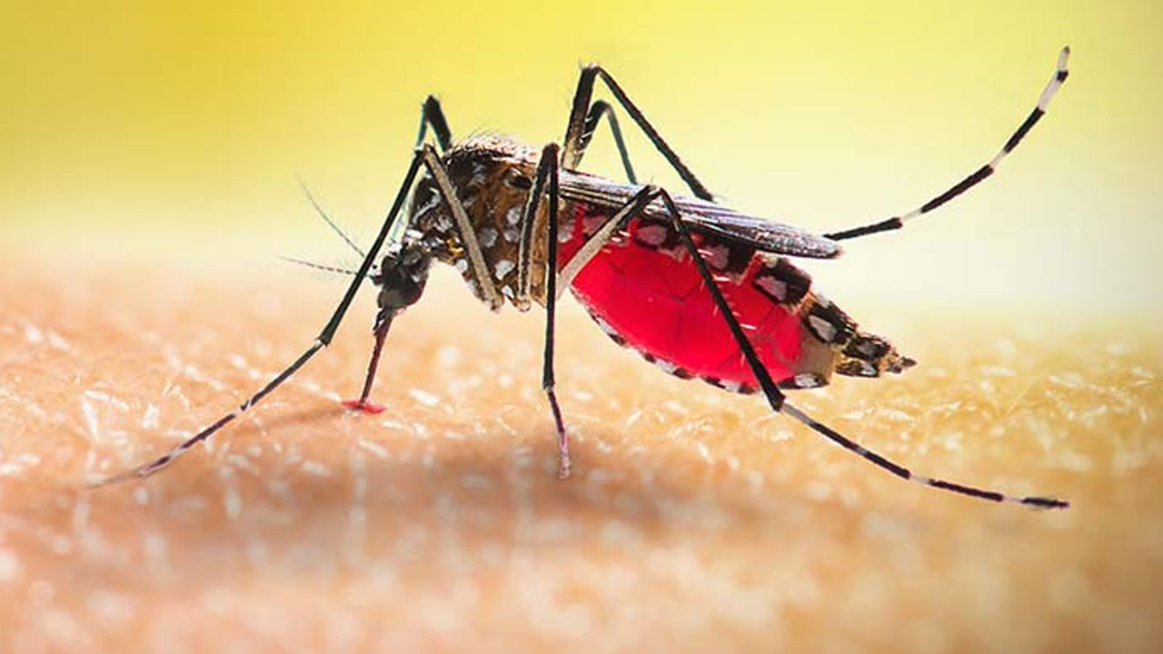 ২৪ ঘণ্টায় ডেঙ্গুতে আরও ২ মৃত্যু, নতুন শনাক্ত ৩৯৩